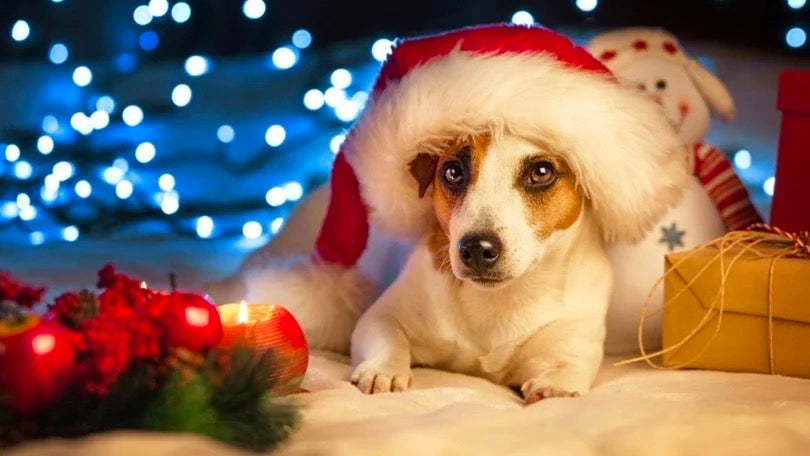  Best Christamas Gift for Your Pets