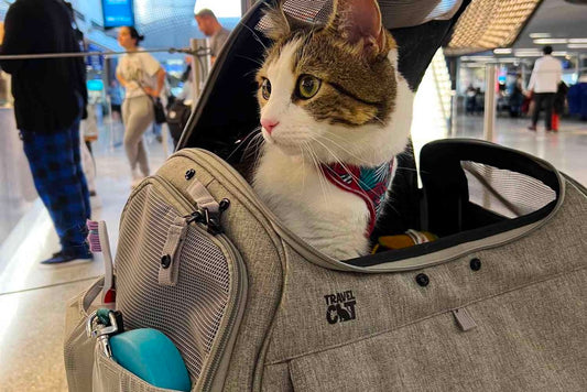 cat carrier travel