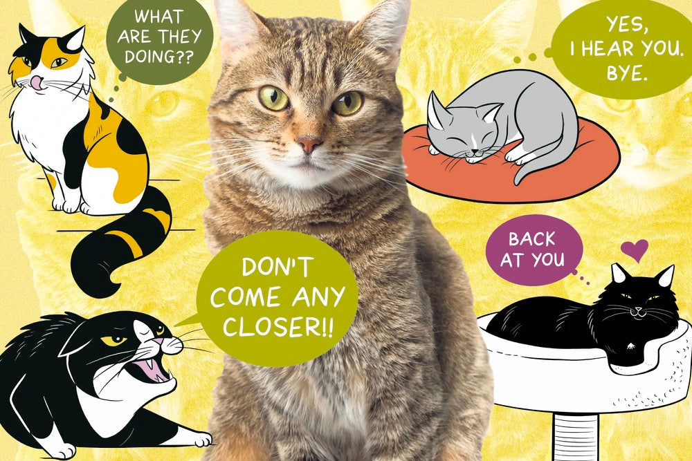 Cat Tail Language: What Your Cat's Tail Is Telling You