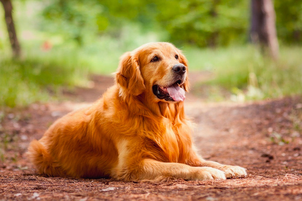 Top 10 Most Popular Dog Breeds in 2023