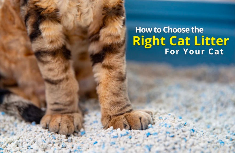 How To Choose The Right Cat Litter for Your Cat？
