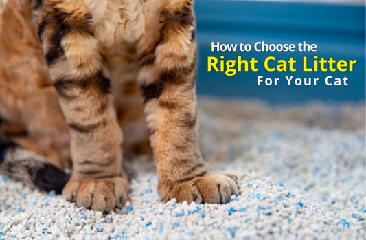 How To Choose The Right Cat Litter for Your Cat？