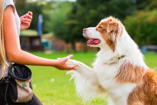 How to Teach Your Dog to Shake Hands?