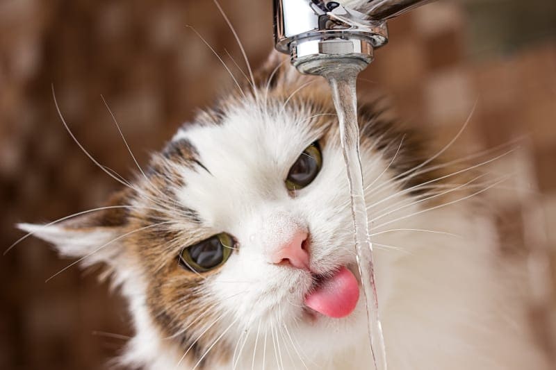 tips-for-cats-to-drink-more-water