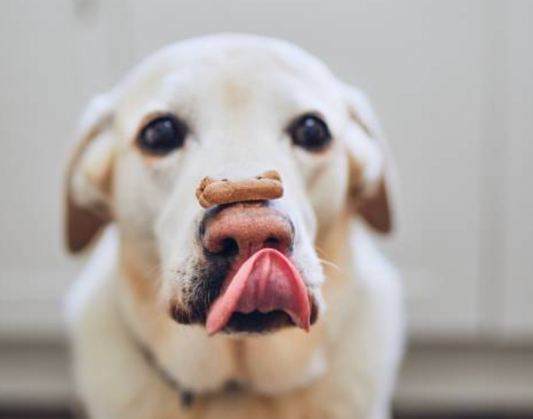 Finding the Perfect Treat: Unraveling the Quest for the Best Treat for Your Dog